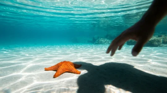 Gros plan sur une étoile de mer orange dans le sable sous l'eau cristalline avec l'ombre d'une main s'approchant